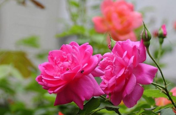 生肖：“把妻子放第一位的”3种生肖男，对妻子大方又宠爱，超乎想象