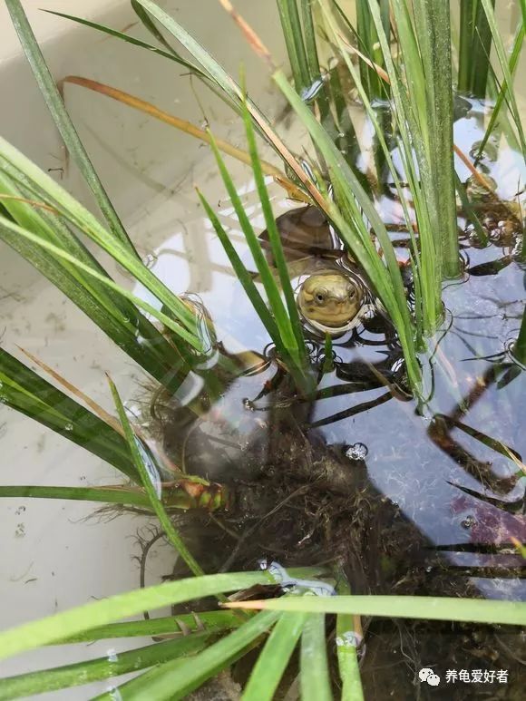 龟的好看不好看，这眼缘可是有说道呢