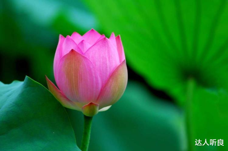 生肖|9月开始事业大顺，好事不重样，皇天不负有心人的4大生肖