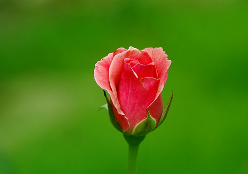 『霉运』五月下旬，运势翻红，好运一个接一个的星座