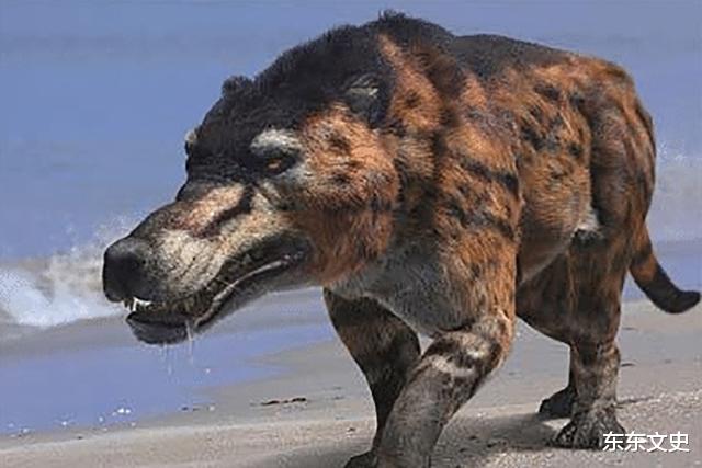 「神农架」神农架出现“驴头狼”，早已灭绝50万年的物种，又突然出现？