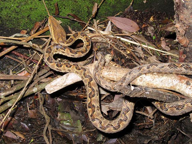 [毒蛇]中国毒蛇排行榜，被第一名咬后死亡率高达80％