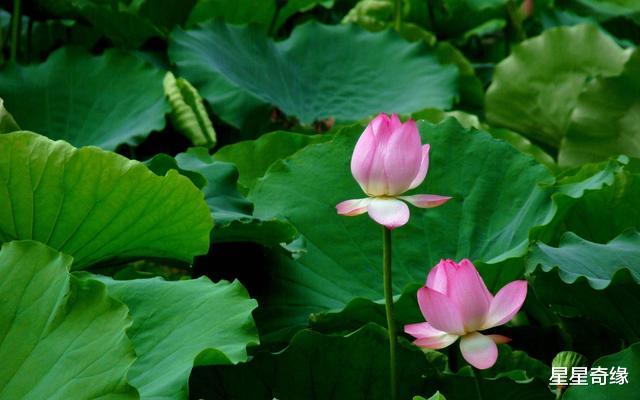 双鱼座|8月下旬，旧人回归，真情依旧，终将复合的星座：永结同心白头随