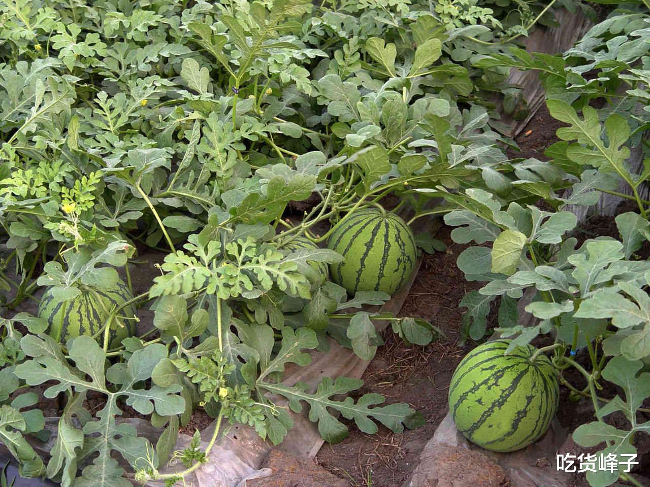 ▲懂行人买西瓜，只是拍打还不行，记住4个诀窍，小贩对你刮目相看