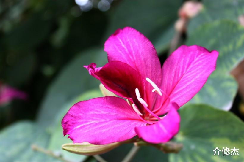 生肖▲6月底，春风迎面吹，桃花朵朵开，异性缘好到没朋友的4大生肖。