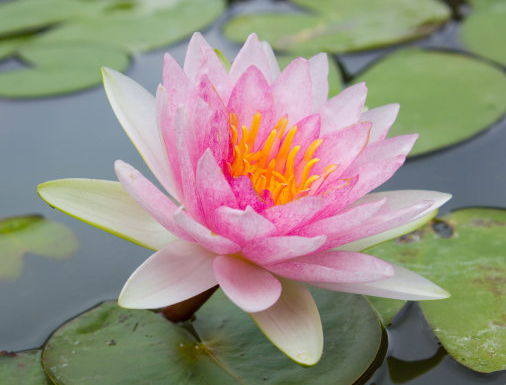 吉星▲未来30天，4属相吉星照命，财富源源不断，事业爱情双丰收