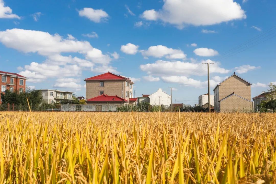 浦东发布 浦东有六个村被评为2020年度上海市美丽乡村示范村,你都去过吗?