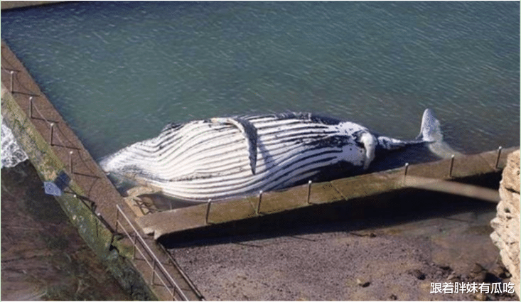 『鲸鱼』未曾经历“鲸落”的鲸鱼尸体，其实很危险