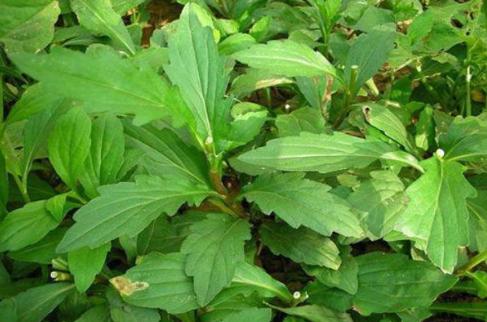 野菜|日本人爱吃的\长寿菜\，在我国烂一地\没人要\，制作方法很简单