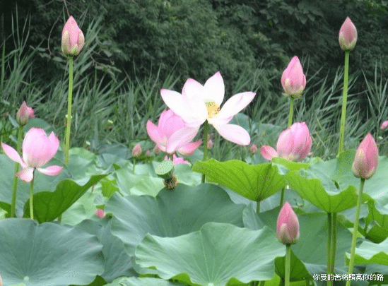 |步入7月中旬，4属相运势大旺，好运到，喜事来，日子风光无限