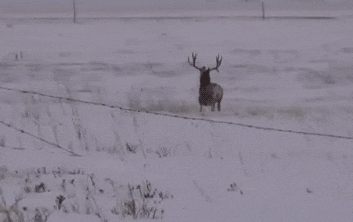  “这是青蛙劈了腿，还是小蛇出了轨？”哈哈哈，该叫它什么物种呢？