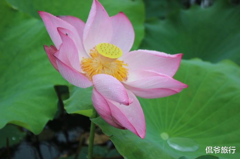 生肖|财运、事业一路高升，贵人提携，钱财主动上门的生肖