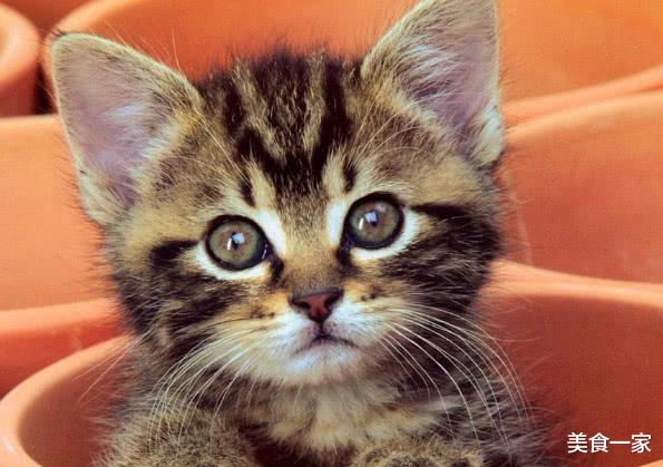 科学家|为什么人死后不能让猫靠近尸体？大家不解，原来有科学依据