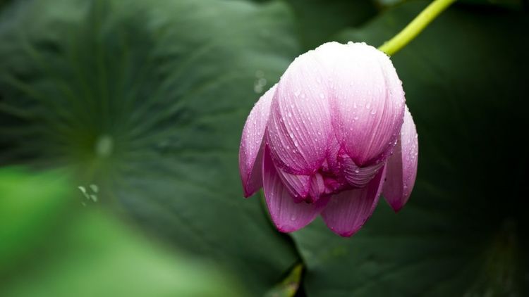 巨蟹座|8月喜鹊报福,金钱抱回家,财运如火如荼,好运大发的4大星座