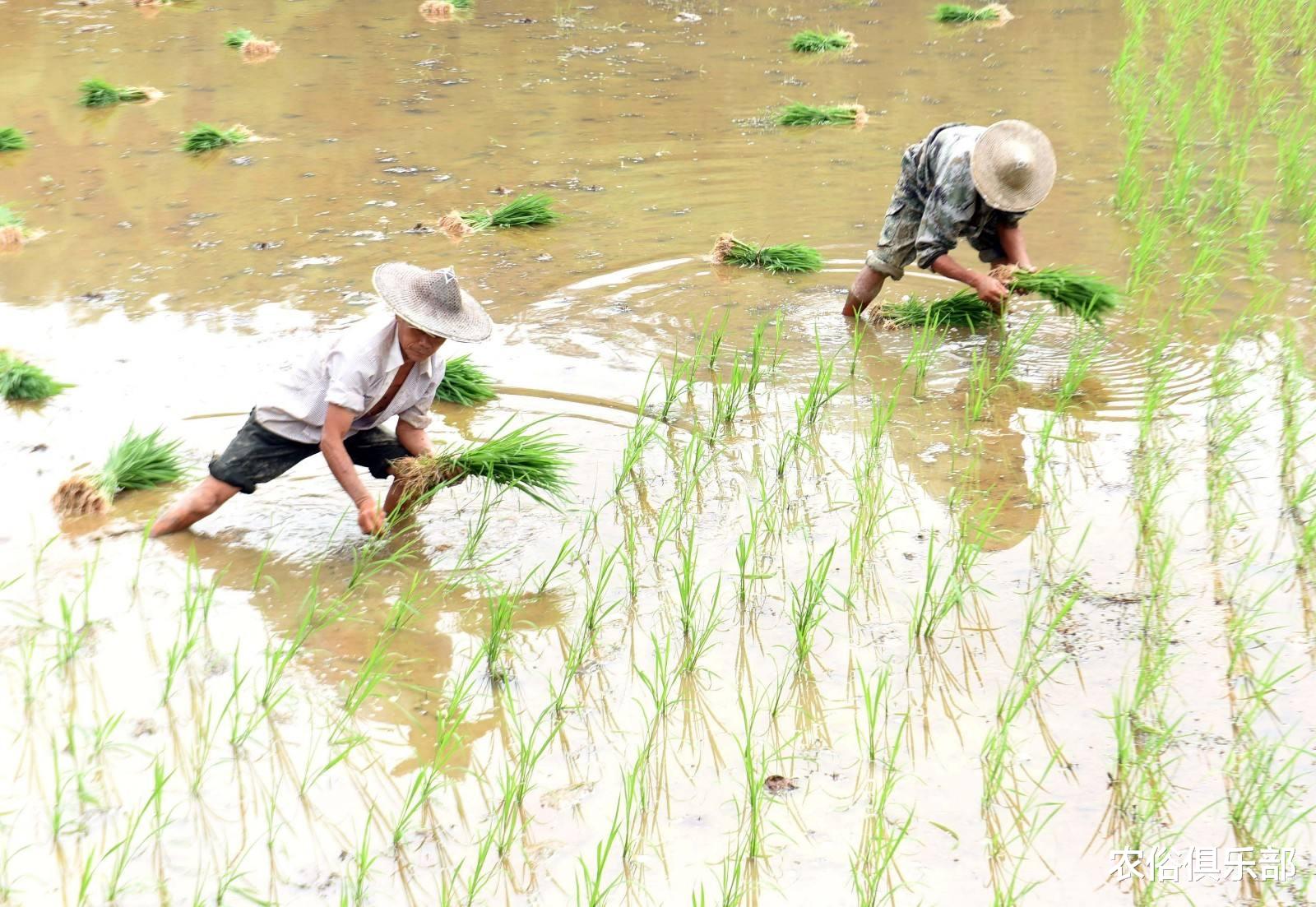 |中国农夫弯腰插秧,缅甸农民则站着插秧,一个更快,一个更轻松