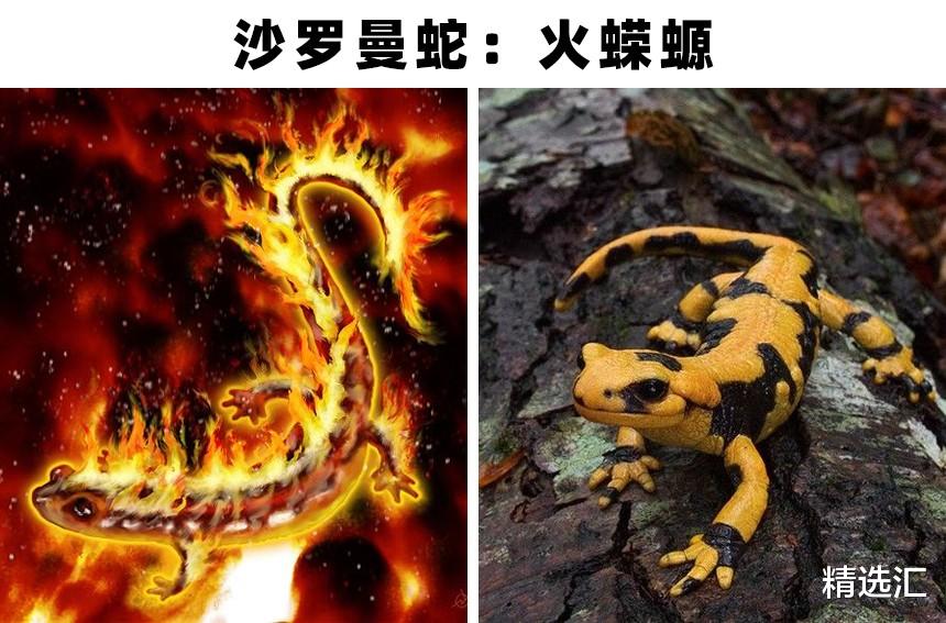 火蝾螈|被证明可能拥有真实原型的7个神奇的生物