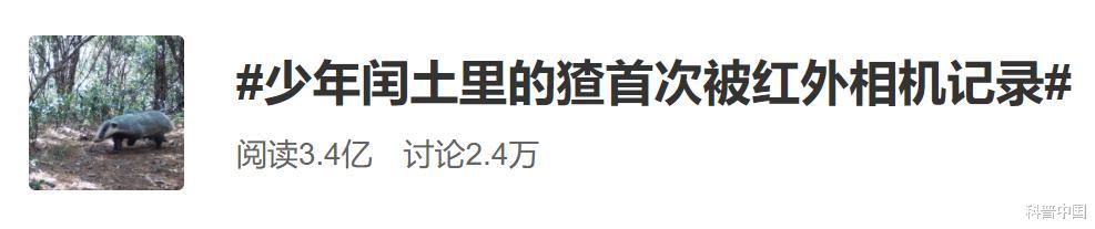 狗獾@鲁迅笔下的猹原来长这样,那么它会不会偷西瓜?来听听它的\自白\