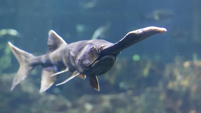 『犀牛』一百年来,中国灭绝了多少动物?