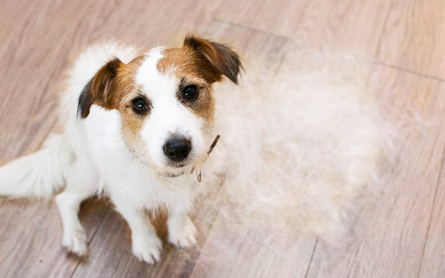 狗“寂寞”的7种表现，你家的占几种呢？