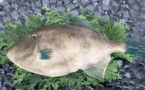 饵料|绿鳍马面鲀规模化人工繁育技术