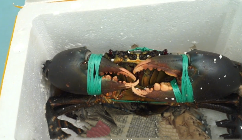 【螃蟹】花300元买“大青蟹”，6斤一只，刚想吐槽贵，掰开后：这是蟹？