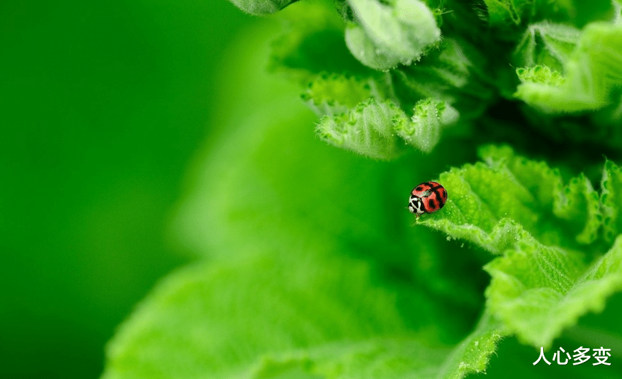 运势|害怕再次受伤，果断决绝，分手后不愿复合的四个星座
