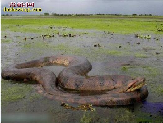 化石|世界最大的蟒--泰坦之谜解密！