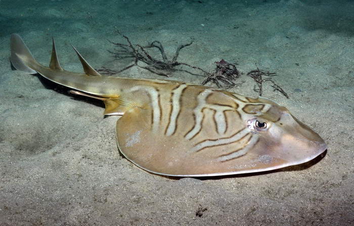 海洋生物■十种最怪异的海洋生物