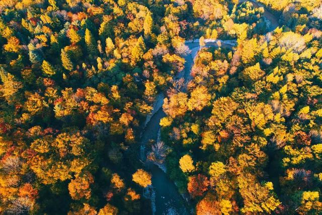 胡杨林|再过30天，全世界都要羡慕死中国了