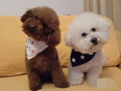 这三对常见的宠物犬，你能分的清吗？堪称宠物犬中的双胞胎！