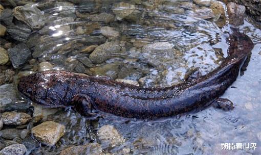 张家界|张家界神秘“守护神兽”，如今已活200年，守护方式格外与众不同
