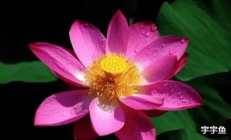 运势|9月财运大涨，桃花不得了、收入了不得，4生肖天天开口笑