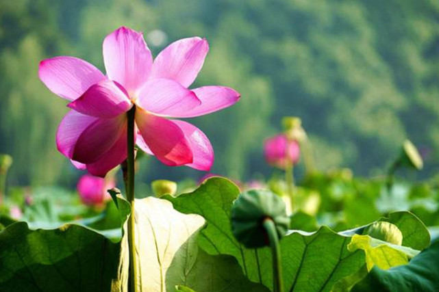 望穿秋水|下半年运势水涨船高,贵人相助,财气蒸腾,生迈入上上签的3生肖