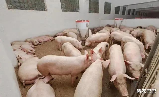 股价|猪价又绿了一片，到底是下行周期到了？还是有人背后使坏呢？