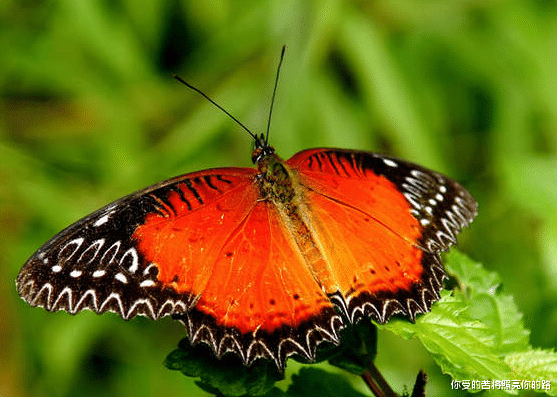 运势|7月14号开始，4属相吉星相伴，事业运势高涨，喜气洋洋，越过越好
