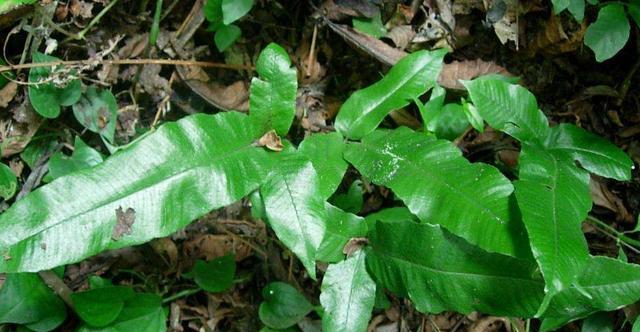 |这东西，是中药界“至宝”，蛇见了都“退步”，野外见到别错过！