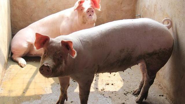 生猪价格|养猪“寒冬”来袭？猪价一片绿，11省跌至13元，还能涨回去吗