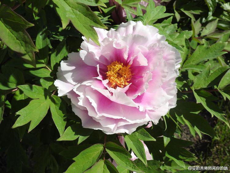 生肖|8月这四生肖运势翻转、喜事降临、好运渐至、诸事顺利！