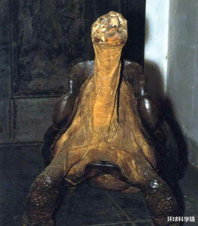 科学家|消失100多年!“金刚狼”重返美国北方,为何灭绝生物重现地球?