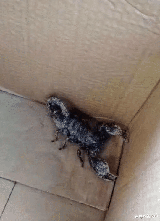 火锅|“火锅店里客人自带的菜，想知道是什么？”哈哈哈你怎么偷吃