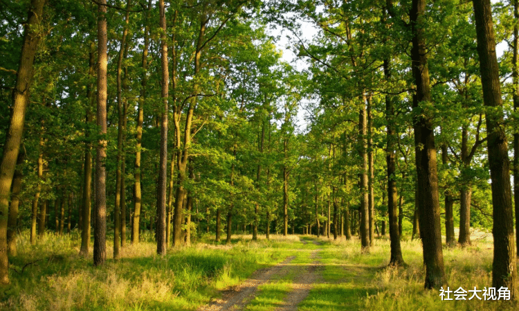 英国|英国媒体：中国人太天真，不知道植树的后果，还敢说是环保大国？