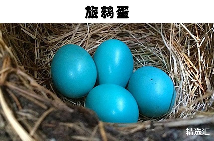 鸡蛋|在这个世界上被发现的8种最为奇怪的蛋