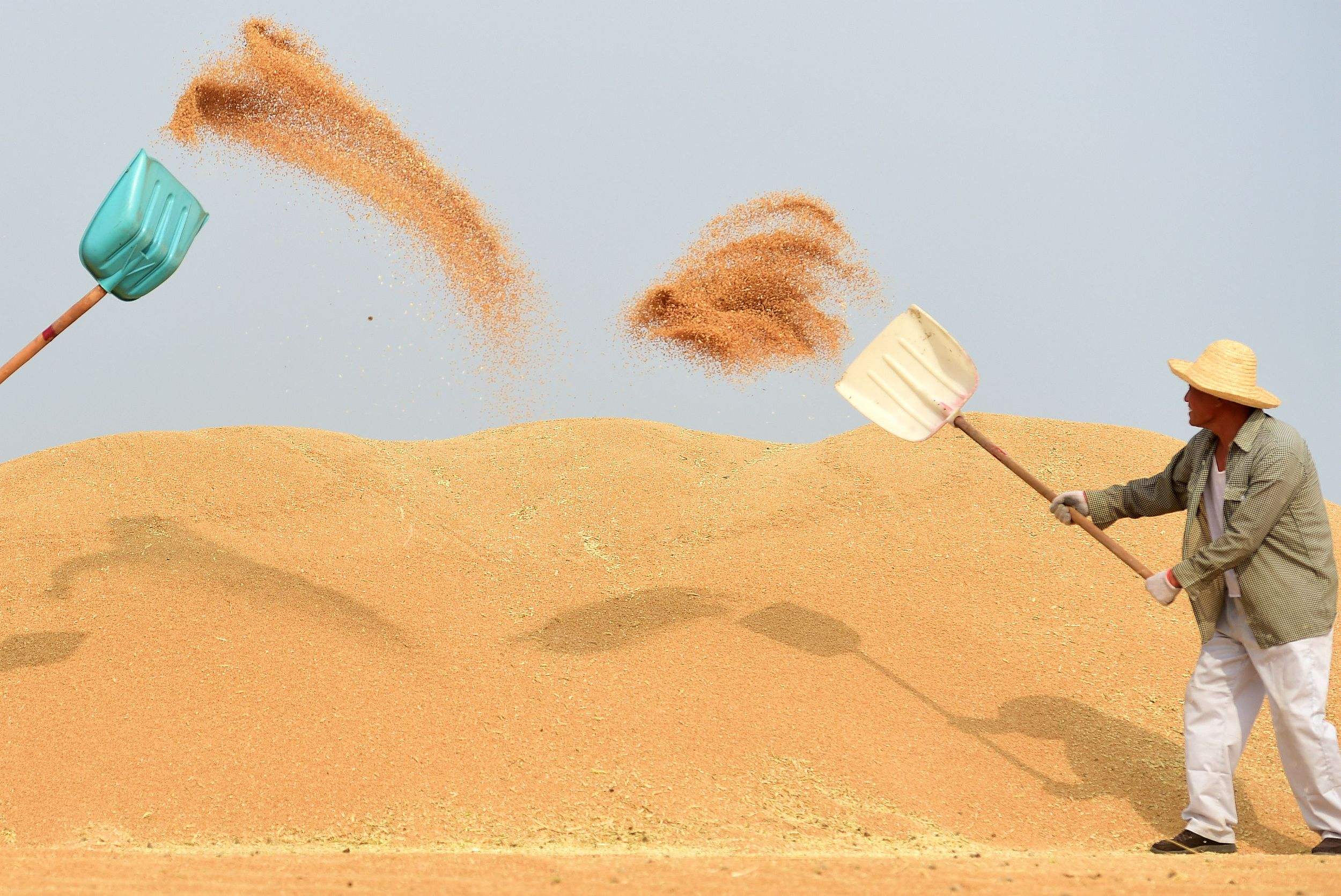 麦子|四省小麦最低收购价出台，农民：跟我有什么关系？