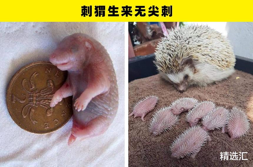 瓢虫|冷知识普及:在这个世界上,所存在着的7个惊奇事实