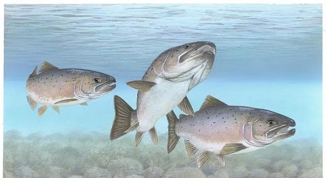 【三文鱼】三文鱼是什么鱼？可以生吃吗？