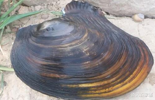 |为啥说亚马逊是人类禁区？看看这6种生物就明白了，就算有现代武器也不是对手