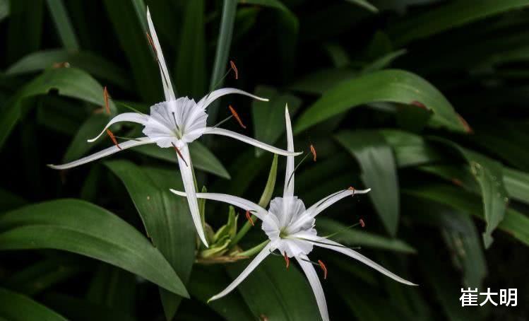 生肖|下周起,事业大顺,穷运到头,福大命大的四大生肖