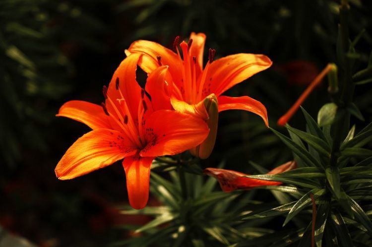 狮子座|8月2日起，3生肖鸿运当头，事业上有收获，运势如虹！