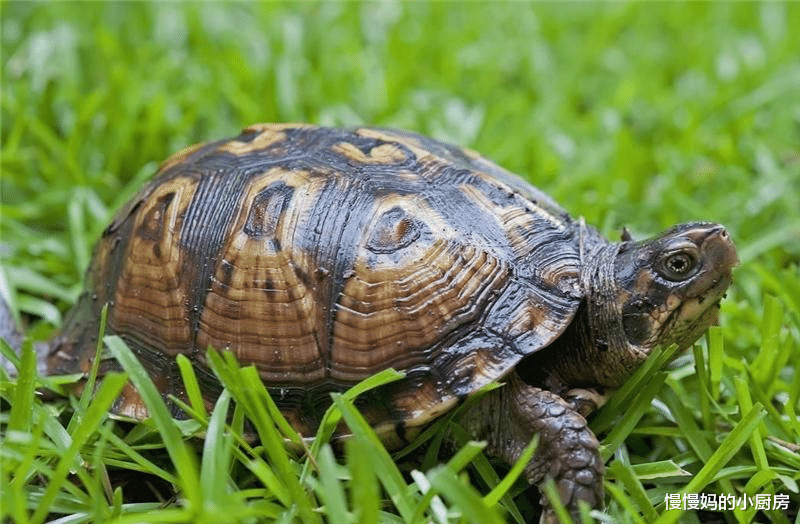 修车|“乌龟晒太阳”报警灯是啥意思？修车师傅：赶快踩刹车，赶快！