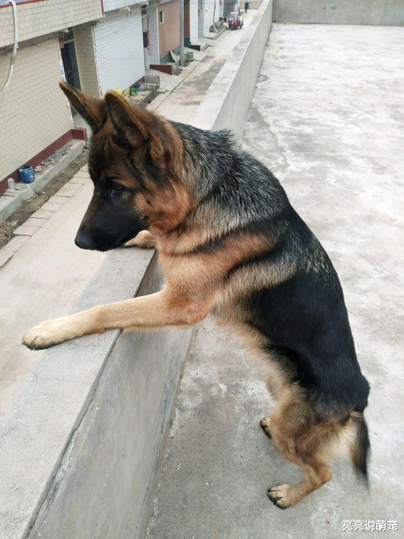 德牧想从房顶逃出去玩，爬上去发现太高：真想逼死狗呀